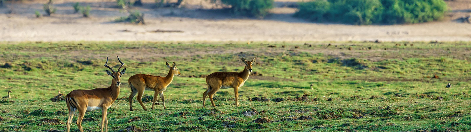 Manas National Park