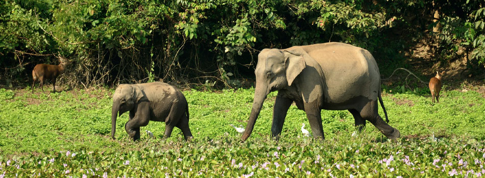 Assam