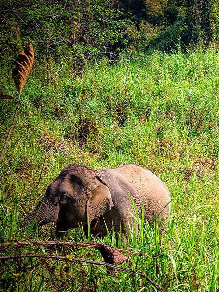 Enchanting Northeast India 5 Days of Nature and Culture