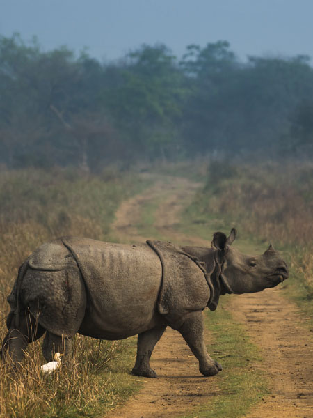 Assam and Meghalaya Tour